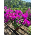Bougainvillea 'Elizabeth Angus'