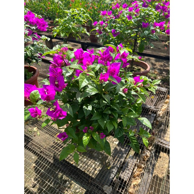 Bougainvillea 'Elizabeth Angus'