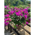 Bougainvillea 'Elizabeth Angus'