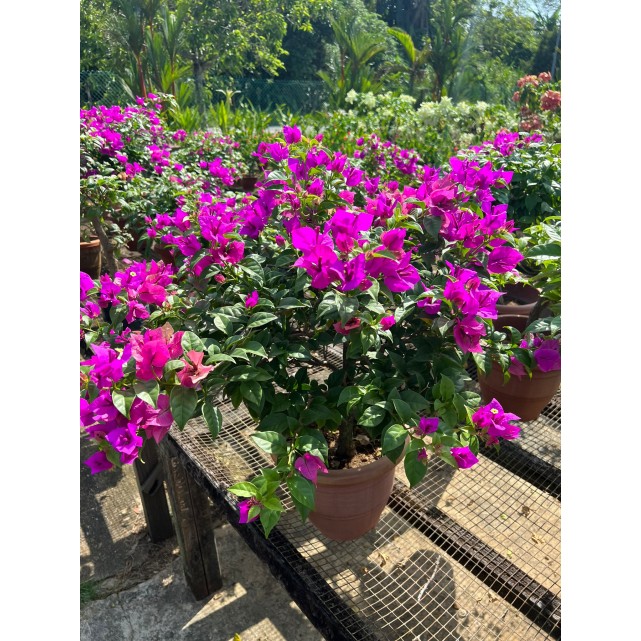 Bougainvillea 'Elizabeth Angus'