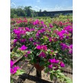 Bougainvillea 'Elizabeth Angus'