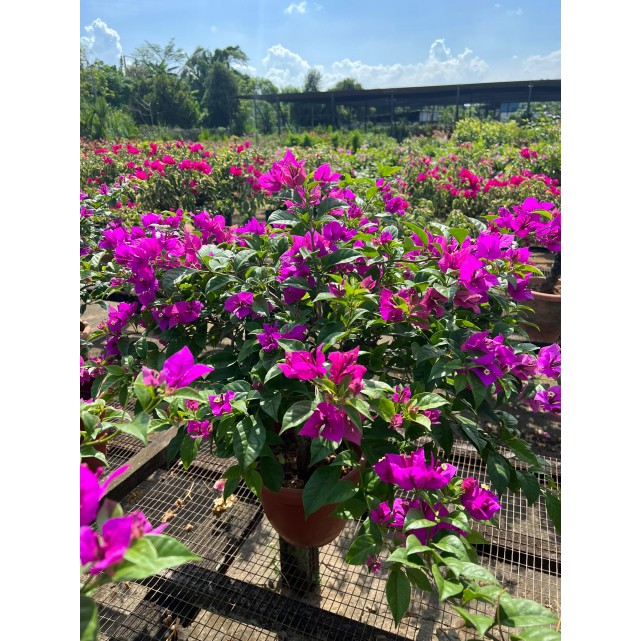 Bougainvillea 'Elizabeth Angus'