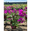 Bougainvillea 'Elizabeth Angus'