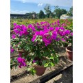 Bougainvillea 'Elizabeth Angus'