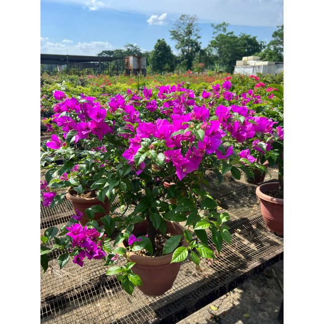 Bougainvillea 'Elizabeth Angus'