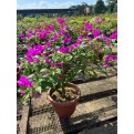 Bougainvillea 'Elizabeth Angus'