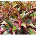 Aglaonema 'Siam Aurora'