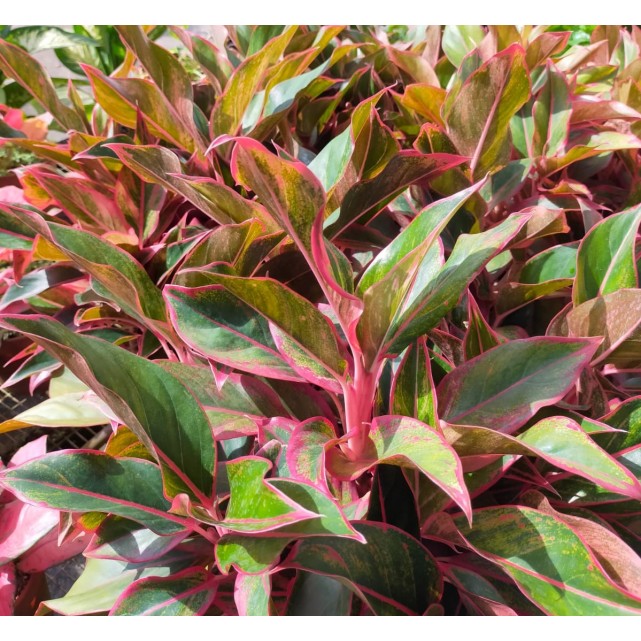 Aglaonema 'Siam Aurora'