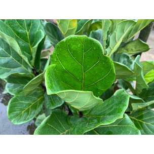 Ficus lyrata (Fiddle-leaf Fig)