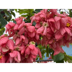 Mussaenda erythrophylla 'Dona Luz'