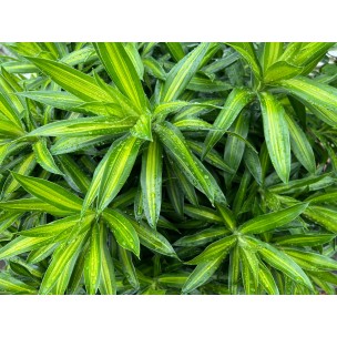 Dracaena reflexa (Song of India) (Green)