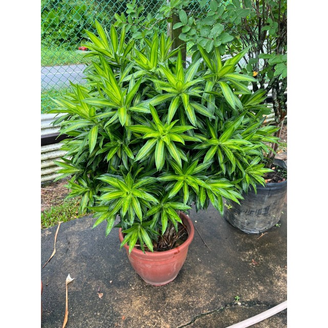 Dracaena reflexa (Song of India) (Green)