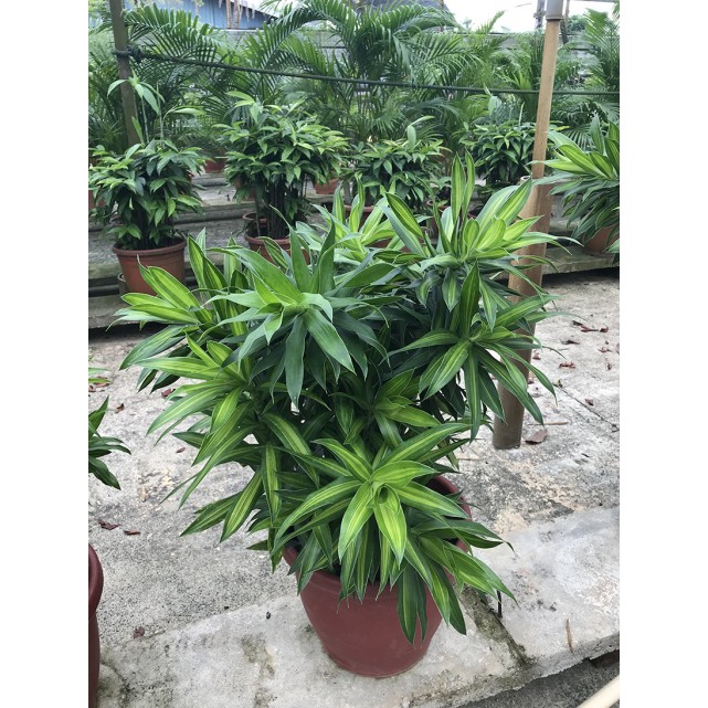 Dracaena reflexa (Song of India) (Green)