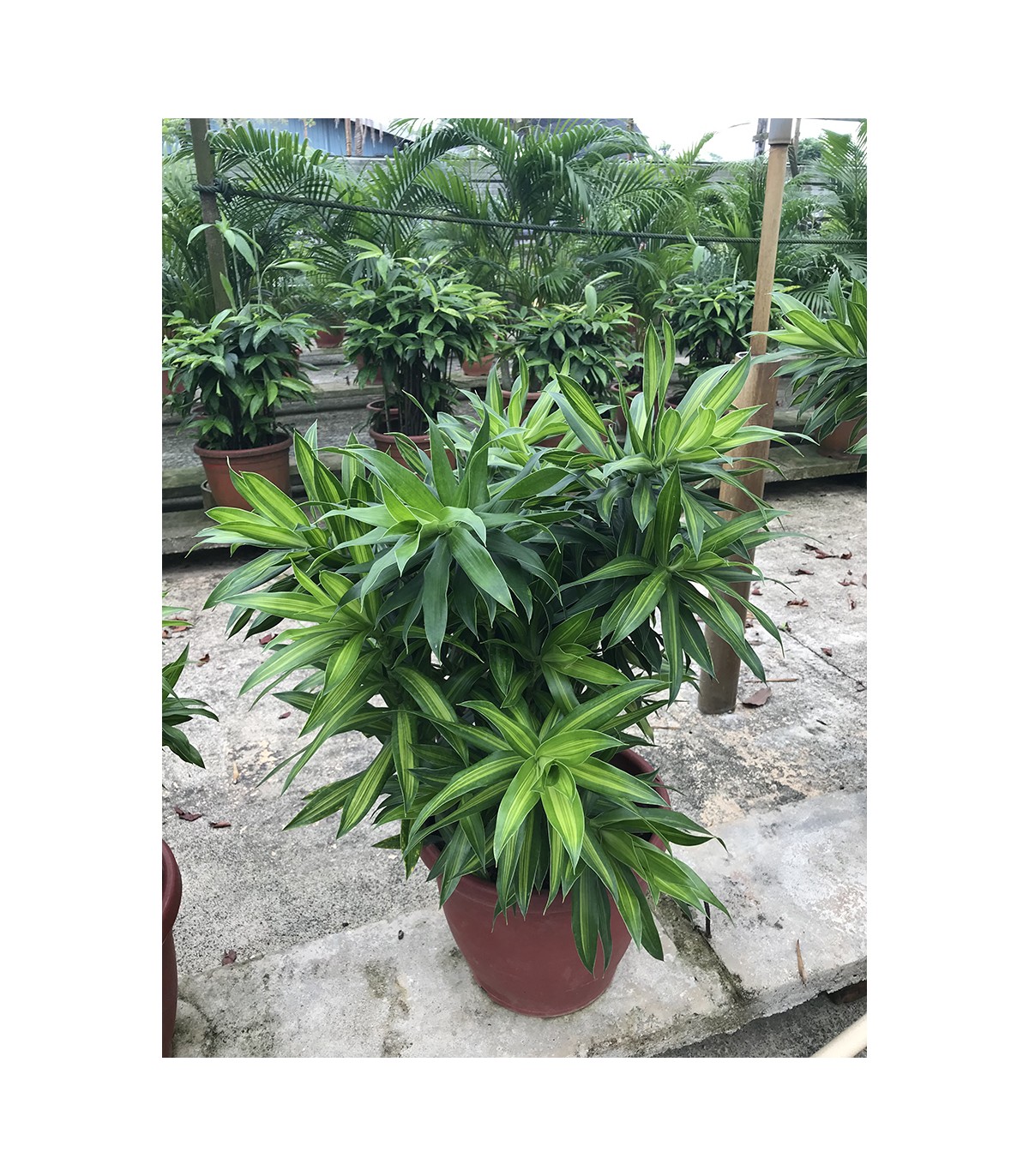 Buy Dracaena reflexa (Song of India) (Green) | Guan Lee Heng