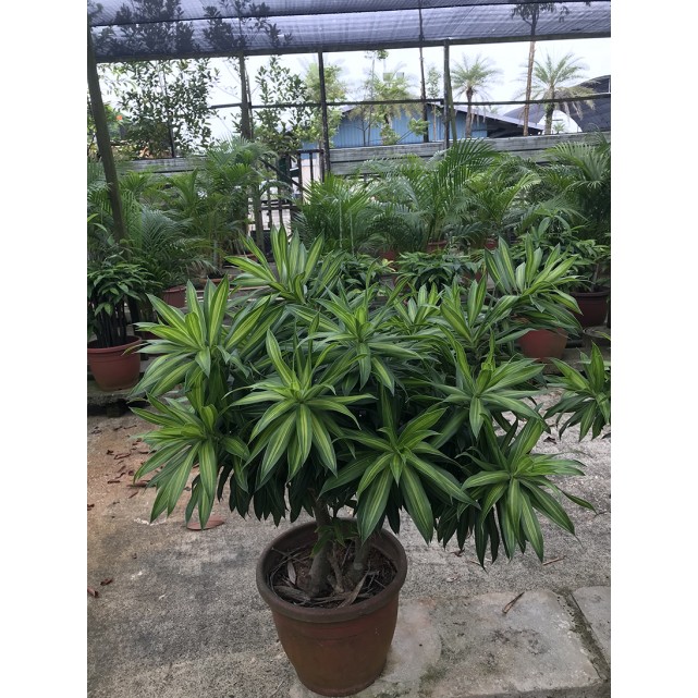 Dracaena reflexa (Song of India) (Green)