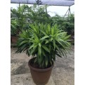 Dracaena reflexa (Song of India) (Green)