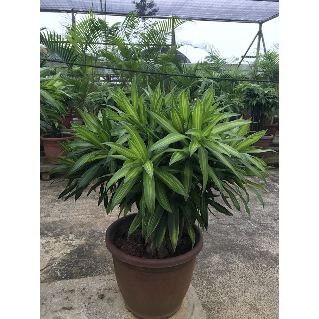 Dracaena reflexa (Song of India) (Green)