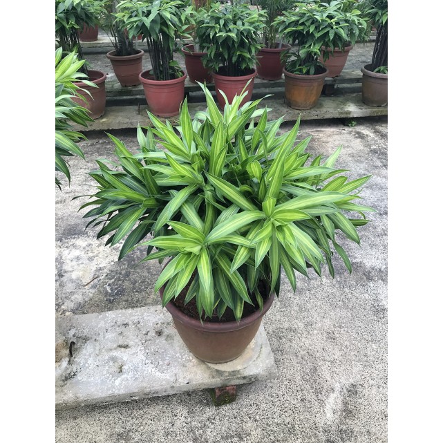 Dracaena reflexa (Song of India) (Green)