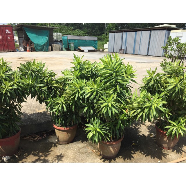 Dracaena reflexa (Song of India) (Green)