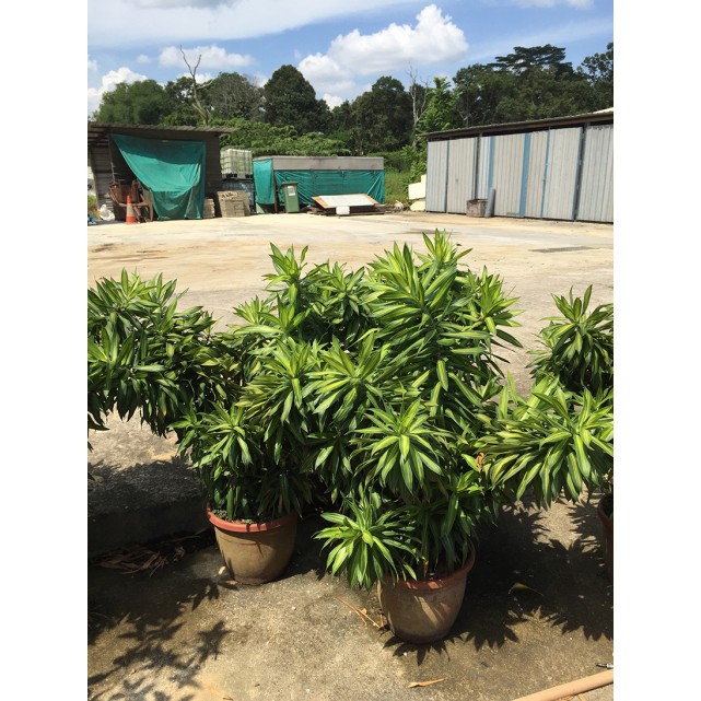 Dracaena reflexa (Song of India) (Green)