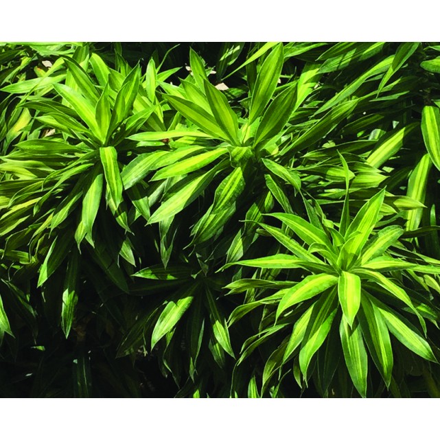 Dracaena reflexa (Song of India) (Green)