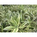 Dracaena reflexa 'Song of India' (Yellow)