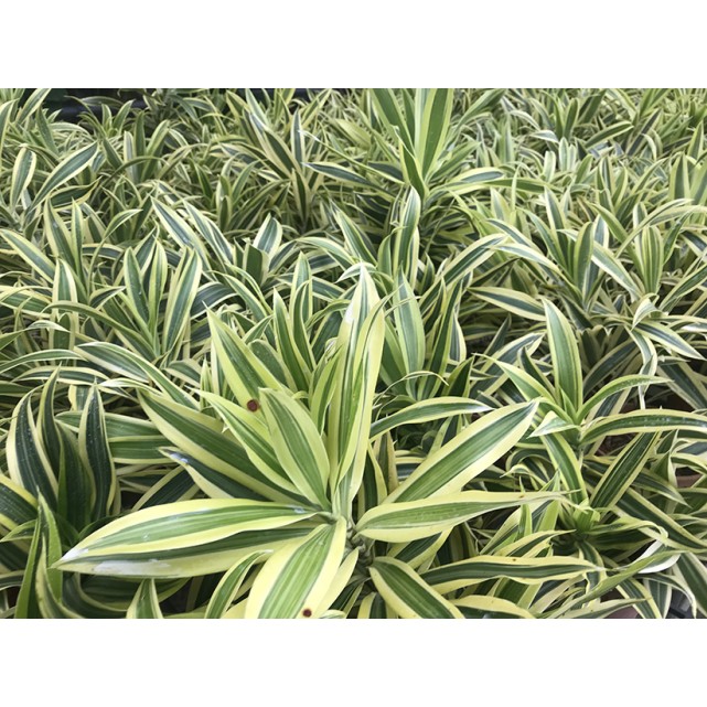 Dracaena reflexa 'Song of India' (Yellow)