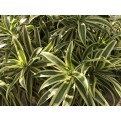 Dracaena reflexa 'Song of India' (Yellow)