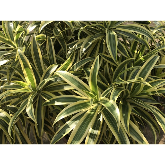 Dracaena reflexa 'Song of India' (Yellow)