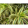 Dracaena reflexa 'Song of India' (Yellow)
