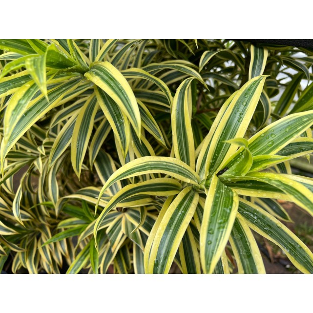 Dracaena reflexa 'Song of India' (Yellow)