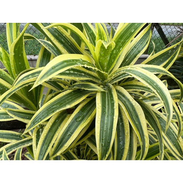 Dracaena reflexa 'Song of India' (Yellow)