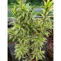 Dracaena reflexa 'Song of India' (Yellow)