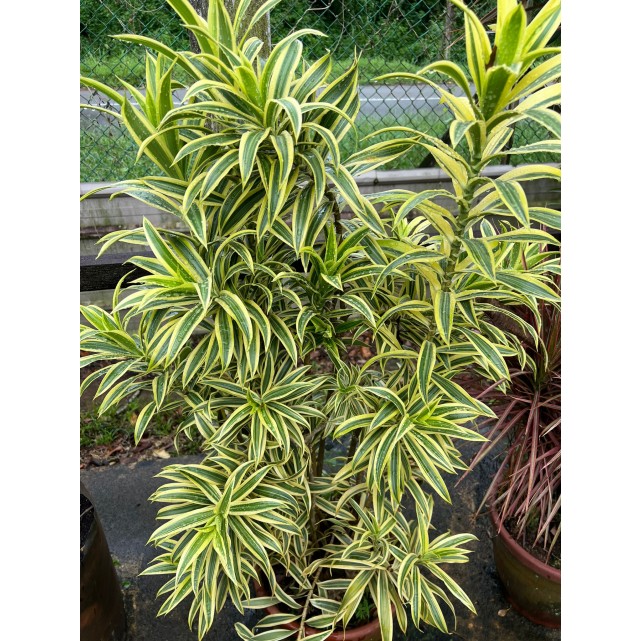 Dracaena reflexa 'Song of India' (Yellow)