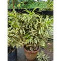 Dracaena reflexa 'Song of India' (Yellow)