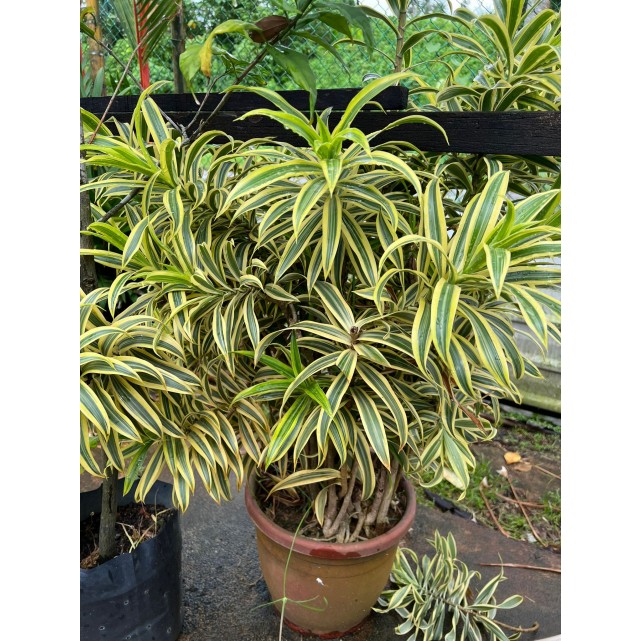 Dracaena reflexa 'Song of India' (Yellow)