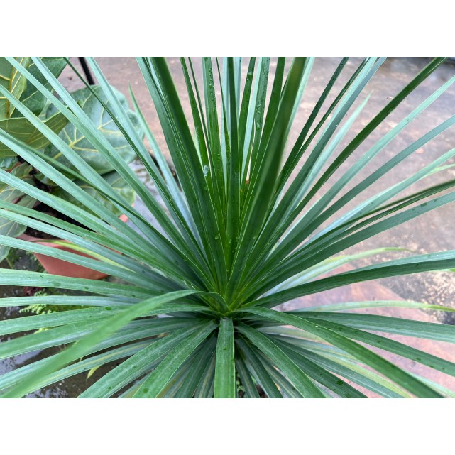 Dracaena cambodiana (Cambodian Dragon Tree)