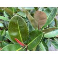 Ficus elastica 'Black Burgundy' (Rubber Plant)