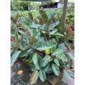 Ficus elastica 'Black Burgundy' (Rubber Plant)