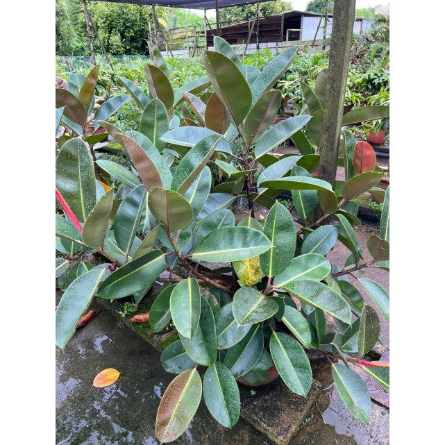 Ficus elastica 'Black Burgundy' (Rubber Plant)