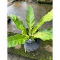 Asplenium nidus (Bird Nest Fern)