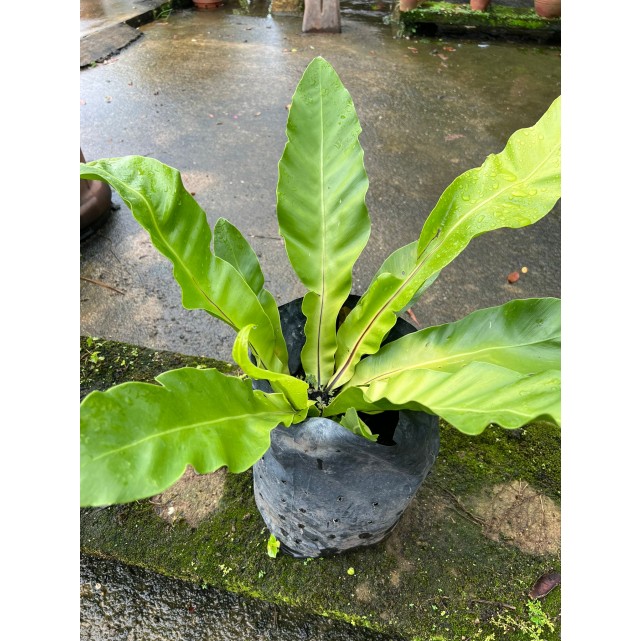 Asplenium nidus (Bird Nest Fern)