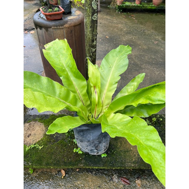 Asplenium nidus (Bird Nest Fern)