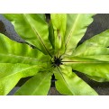 Asplenium nidus (Bird Nest Fern)
