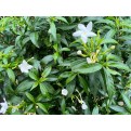Tabernaemontana divaricata (dwarf)