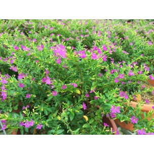 Cuphea hyssopifolia (Mexican Heather)