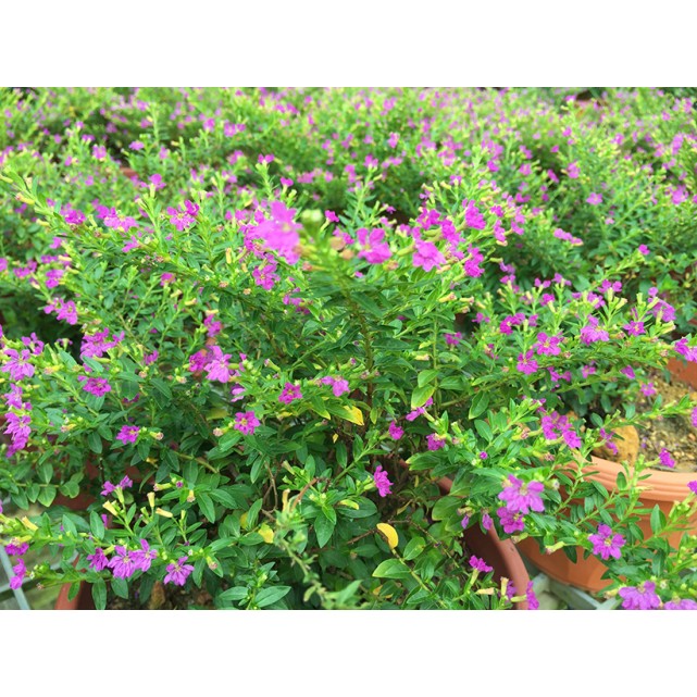 Cuphea hyssopifolia (Mexican Heather)