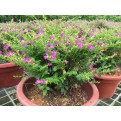 Cuphea hyssopifolia (Mexican Heather)