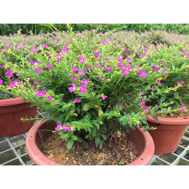 Cuphea hyssopifolia (Mexican Heather)