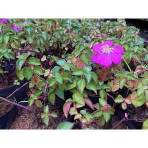 Dissotis rotundifolia (Spanish Shawl)